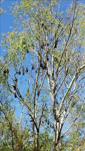 Fruit bats in Katherine Gorge, einer tollen Schlucht. Leider kann man wieder nicht schwimmen, wegen crocs und der Wasserfall ist schon versiegt. Also geht es weiter durch die Mitte, Richtung Sueden.: by heffmann, Views[280]