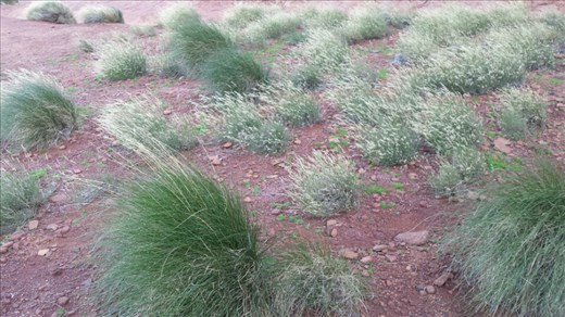 Graeser wehen im Wind auf der Suedseite.