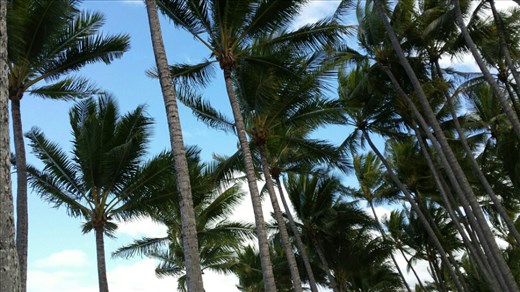 Palm Cove traegt seinen Namen zurecht.