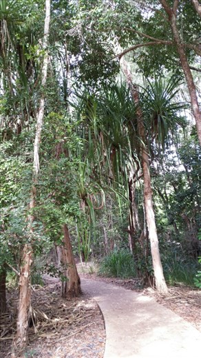 Sonntagmorgenspaziergang...erst am Strand entlang und dann oben durch den teilweise Regenwald.
