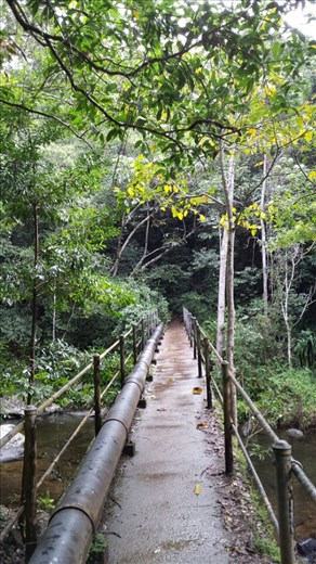 Die Bruecke fuehrt zu den Stoney Creek Falls am Barron River. Es ging eine halbe Std ueber Stock und Stein, zu den Wasserfaellen.