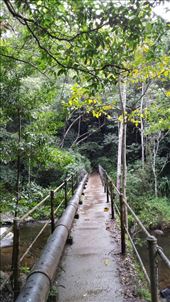 Die Bruecke fuehrt zu den Stoney Creek Falls am Barron River. Es ging eine halbe Std ueber Stock und Stein, zu den Wasserfaellen.: by heffmann, Views[117]