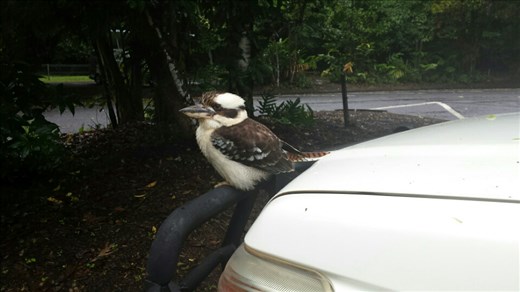 Kookaburra hat uns beim Fruehstueck Gesellschaft geleistet. Spaeter sass er auf der Fahrertuer, die offen stand. Als wir los wollten, musste ich ihn sanft daran erinnern weiterzufliegen
