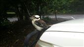 Kookaburra hat uns beim Fruehstueck Gesellschaft geleistet. Spaeter sass er auf der Fahrertuer, die offen stand. Als wir los wollten, musste ich ihn sanft daran erinnern weiterzufliegen: by heffmann, Views[176]