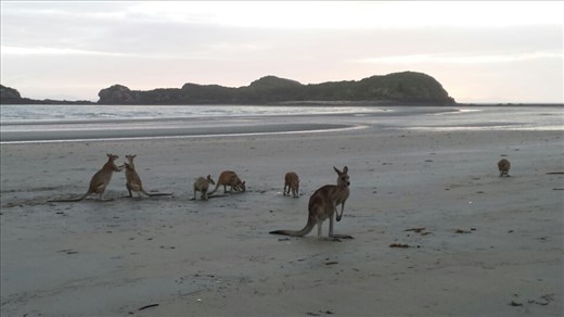 Kaenguruhs beim Sonnenaufgang kamen an den Strand, um sich von den Touristen fotografieren zu lassen. 
