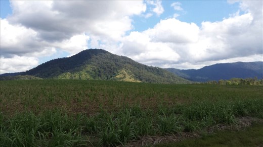 Sugar cane Felder so weit das Auge reicht.