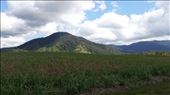 Sugar cane Felder so weit das Auge reicht.: by heffmann, Views[194]