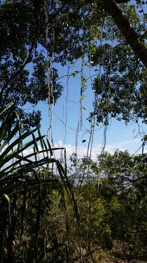 Ein Walk am Cape Hillsborough. Die Hidden Valley ist ein schoener Regenwald. Ina waere beinahe auf eine Schlange getreten. Aber sie blieb abrupt stehen und ich auch und Carmen...so traten wir vorsichtig ein paar Schritte zurueck, damit die Schlange ihren Weg in den Wald fortsetzen konnte. Carmen glaubte, es waere eine giftige Tiger Snake. Allerdings sind wir aufgeklaert worden, es sei 'nur' eine carpet python gewesen. Nicht giftig! Aber wir gingen kein Risiko ein. Vorsicht ist die Mutter der Porzellankiste...oder so aehnlich!?