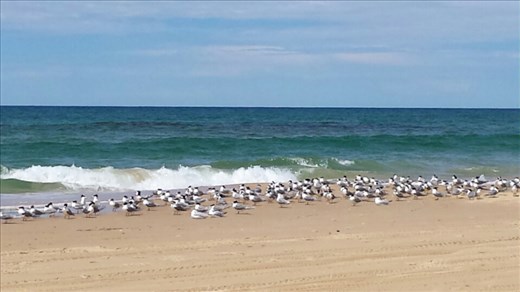 Eine Moevenversammlung