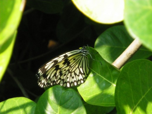 Butterfly was shining, surrounded under the sun and greens. Just like a shining dream what people dream about.