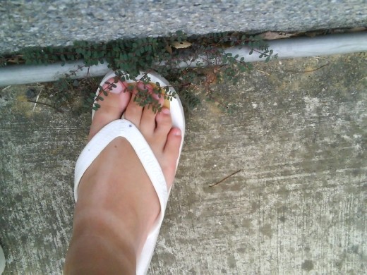 The little plant grows in a little corner, full of energy in opening campus, and watches every students, teachers, passenger walk by. Just like a naughty child.