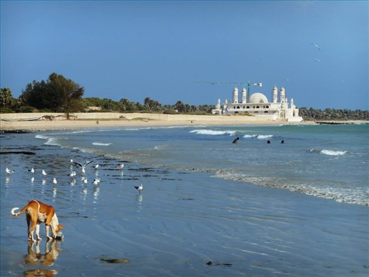 I went to the beach to see mosque of president. Random dog did model for me.