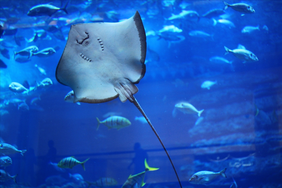 Dubai Aquarium, a warm smile is the universal language of kindness