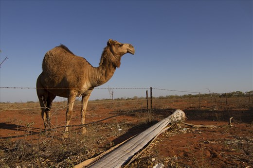 Camels were introduced in Western and Central Australia in 19th century .