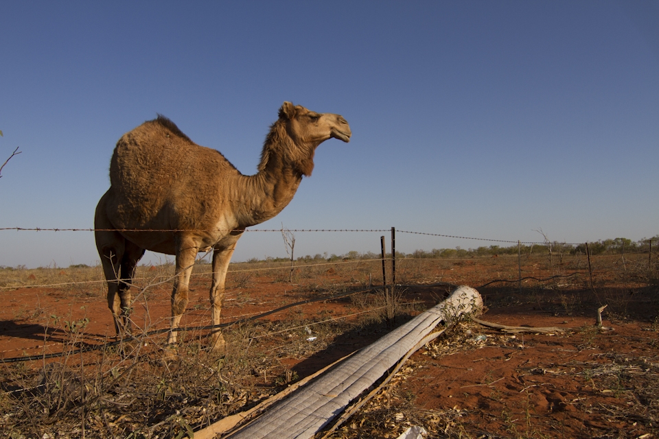 Camels were introduced in Western and Central Australia in 19th century .