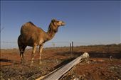 Camels were introduced in Western and Central Australia in 19th century .: by helios, Views[220]