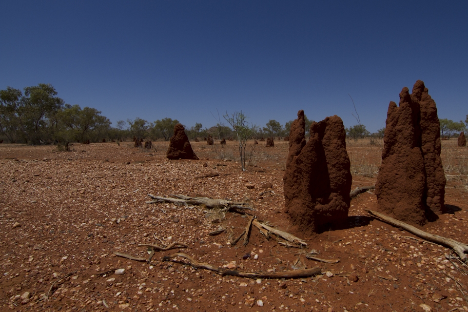 Clay soils in Australian NT is the main component of mound builders.