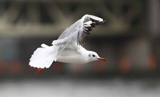 A bird flying over the Sumida River, Tokyo Japan.  PHOTO : HENDRA EKA