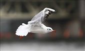 A bird flying over the Sumida River, Tokyo Japan.  PHOTO : HENDRA EKA: by hendraeka, Views[460]
