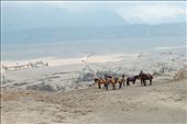 The dropped point at stairway to crater. The rented horse will wait you until you go down from crater no matter how long you in crater. The background is the Luhur Poten Bromo temple, for Tenggerese praying.: by hendrapradana, Views[475]