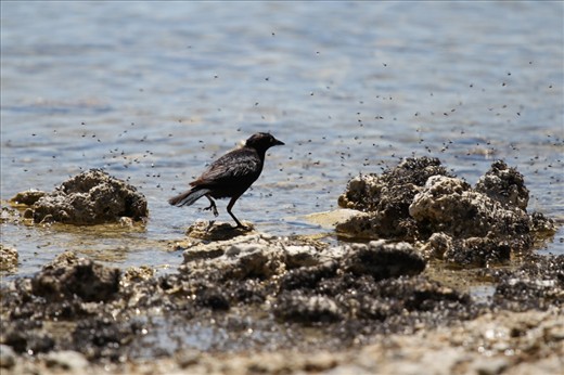 Feeding Frenzy: The lake’s high salt content supports billions of alkali flies, providing food for many species of animal, including this Brewer’s Blackbird.