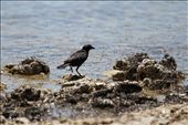 Feeding Frenzy: The lake’s high salt content supports billions of alkali flies, providing food for many species of animal, including this Brewer’s Blackbird.: by henrylydecker, Views[1487]