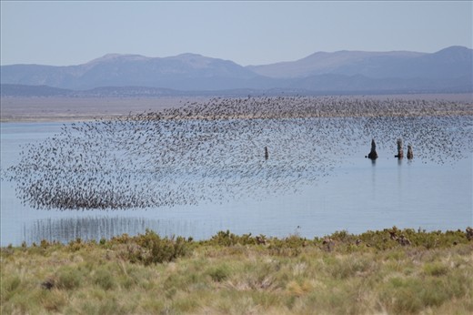 Resilient Abundance: Despite threats of overuse, this inland sea continues to provide valuable resources to vast migrations of birds like this undulating flock of Wilson’s Phalaropes.