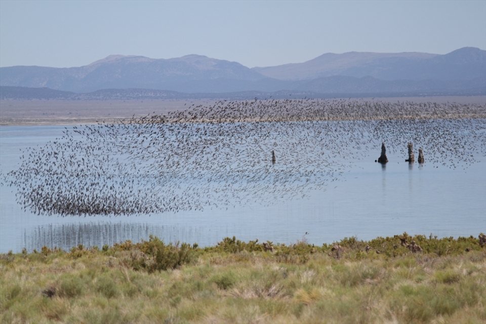 Resilient Abundance: Despite threats of overuse, this inland sea continues to provide valuable resources to vast migrations of birds like this undulating flock of Wilson’s Phalaropes.