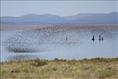 Resilient Abundance: Despite threats of overuse, this inland sea continues to provide valuable resources to vast migrations of birds like this undulating flock of Wilson’s Phalaropes.: by henrylydecker, Views[1174]