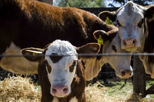 Curious cows. Ranching is one of the most important activities in the area.