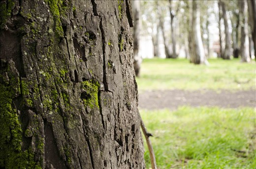 City park. Eucalyptus.