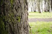 City park. Eucalyptus.: by hernan, Views[366]