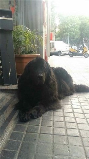 The giant dog we came across in the streeT