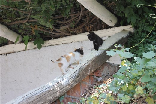 Kittens!!! After my horse experience though I stayed cleared... The mum was giving me evil eyes