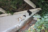 Kittens!!! After my horse experience though I stayed cleared... The mum was giving me evil eyes: by hethoandstokesyseuropeanadventure, Views[231]