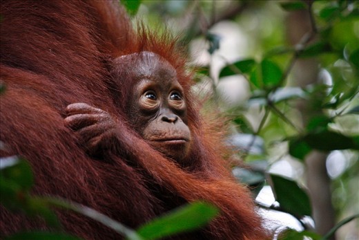 Today the forest of Borneo are but a shadow of those in the past, and the remaining are threatened by illegal logging and mining, and palm oil platations causing great concern for orang-utan conservation.