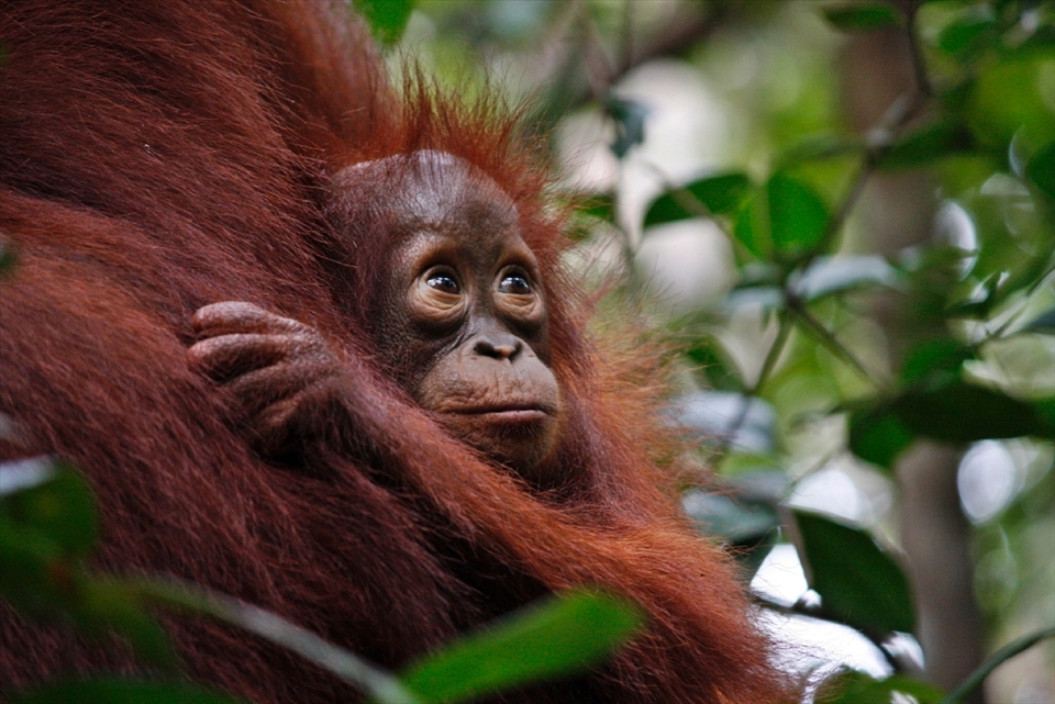 Today the forest of Borneo are but a shadow of those in the past, and the remaining are threatened by illegal logging and mining, and palm oil platations causing great concern for orang-utan conservation.