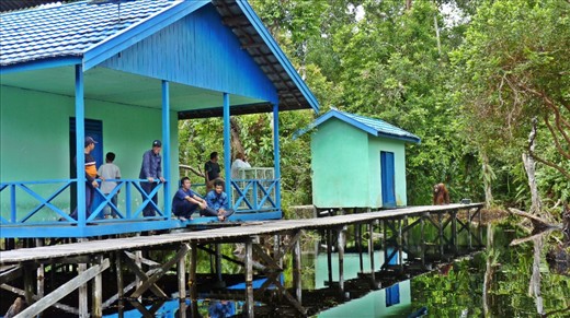 Along the river entrances to National Reserves, guard posts are set up to protect the orang-utans from poachers and the forest from illegal loggers.