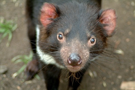 On the journey into the heart of darkness, come face to face with the devil.