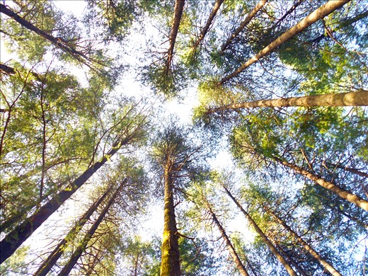 In the ambitious 21st century, do the trees also compete?