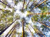 In the ambitious 21st century, do the trees also compete?: by himalayan-nomad, Views[285]