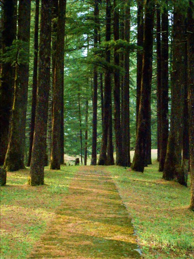 It hurts to see that the path to development rips through the heart of forests