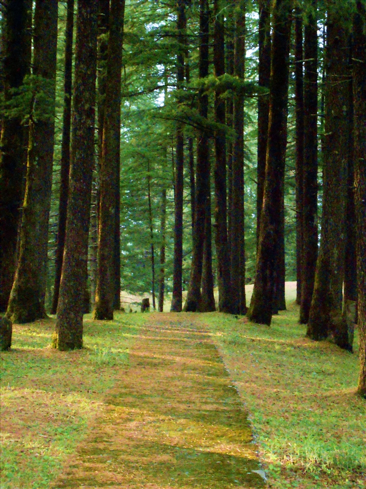 It hurts to see that the path to development rips through the heart of forests