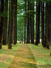 It hurts to see that the path to development rips through the heart of forests: by himalayan-nomad, Views[291]