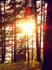 Sunlight is the ultimate manifestation of hope and expectation!: by himalayan-nomad, Views[267]