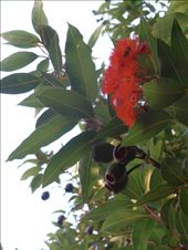 A beautiful national icon: by hinkipunk91, Views[278]