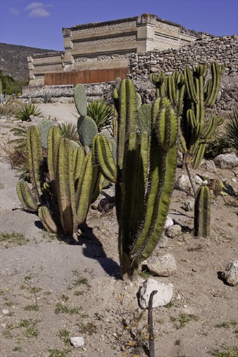 Ruins of Mitla (the cactus was posing so nicely we had to photograph it as well)