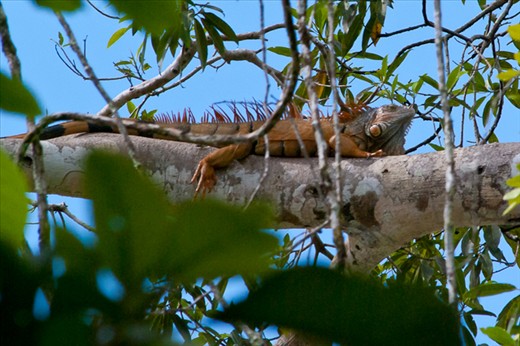 Some of the local wildlife. An Iguana just outside our room