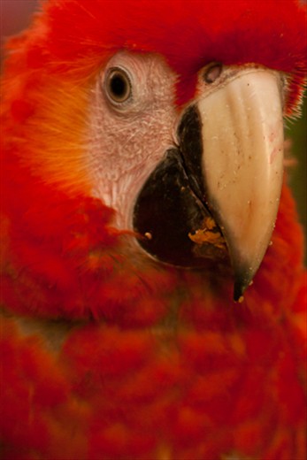 Las Guacamayas -The Scarlet Macaw