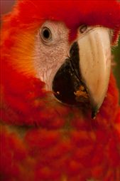 Las Guacamayas -The Scarlet Macaw: by holdensontheroad, Views[182]
